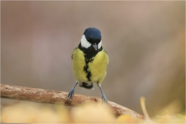 <p>SÝKORA KOŇADRA (Parus major) ------- /Great tit - Kohlmeise/</p>